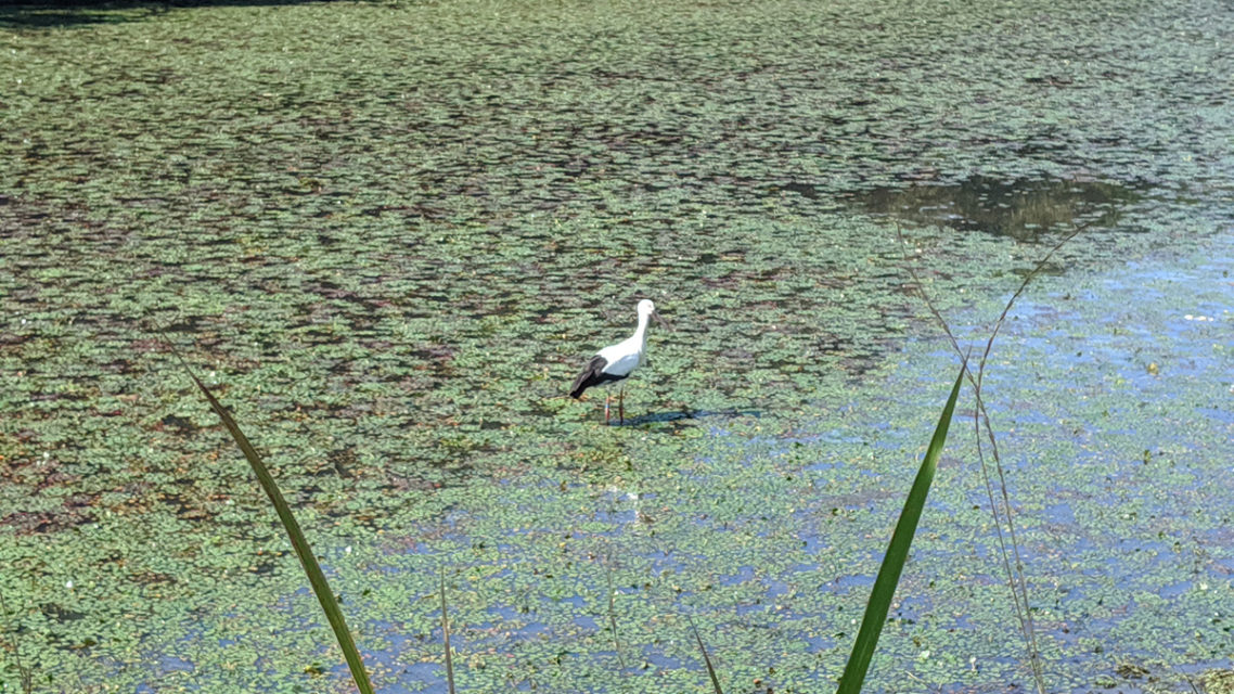 平の沢上池にに飛来中のコウノトリ