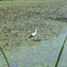 平の沢上池にに飛来中のコウノトリ